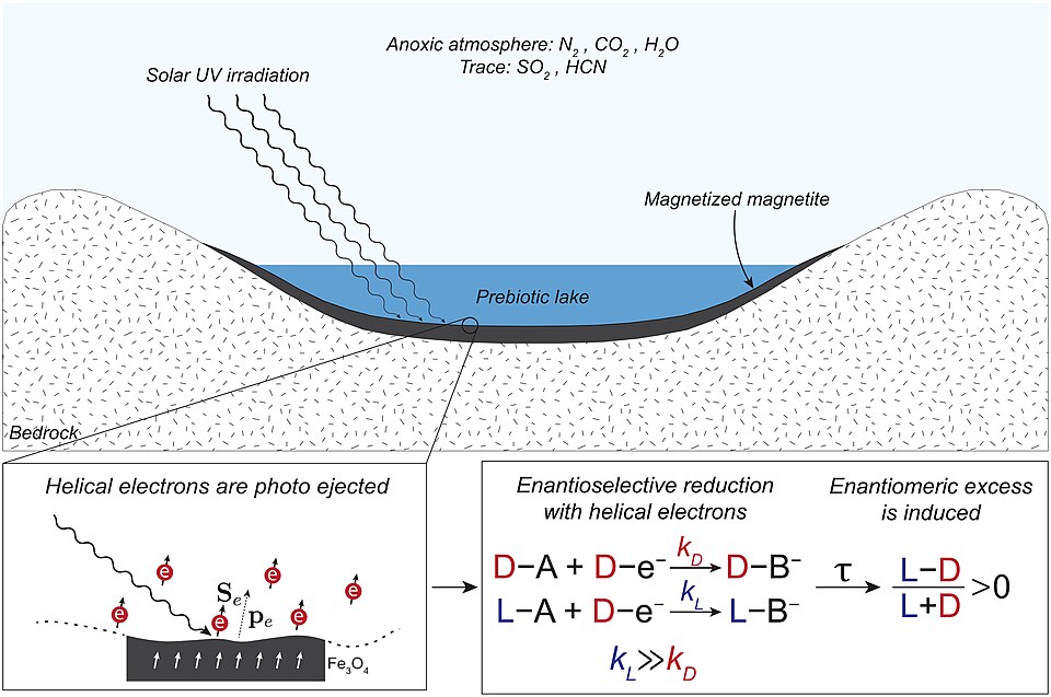 Theory 4: Darwin's Warm Little Pond and the Hot Spring Hypothesis