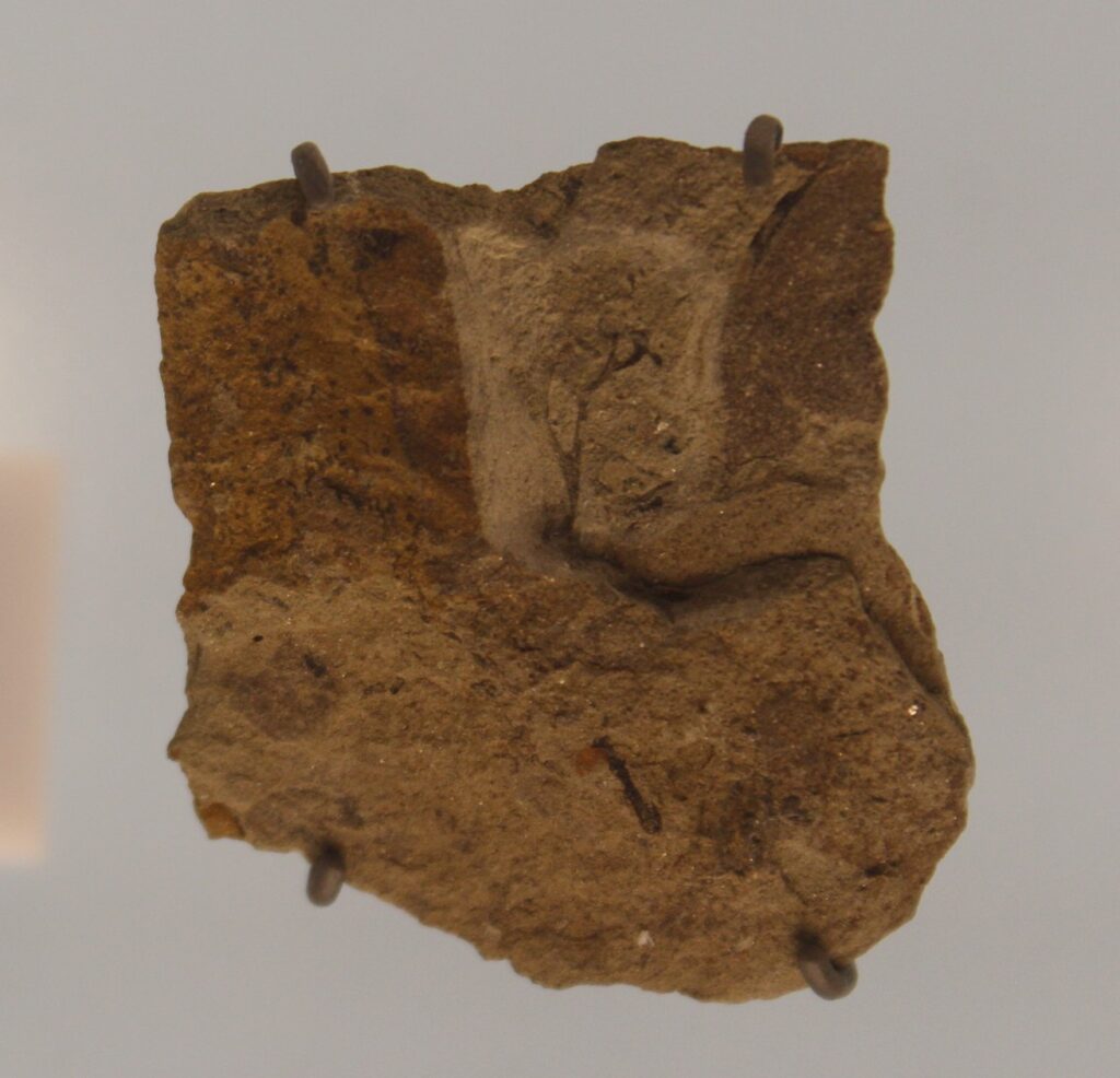 2. Cooksonia: The Tiny Pioneer That Changed Everything