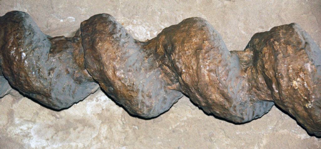 What Exactly Is a Fossilized Burrow, and Why Does It Matter?