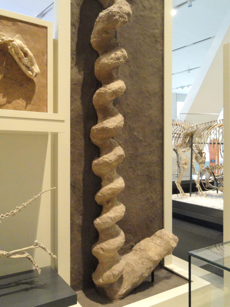 The Remarkable Story of Two Species Sharing One Ancient Burrow