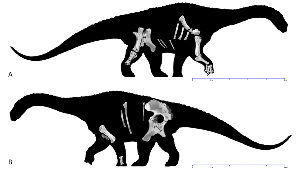 4. Diamantinasaurus and Its Last Meal: The First Sauropod Gut Contents Ever Found