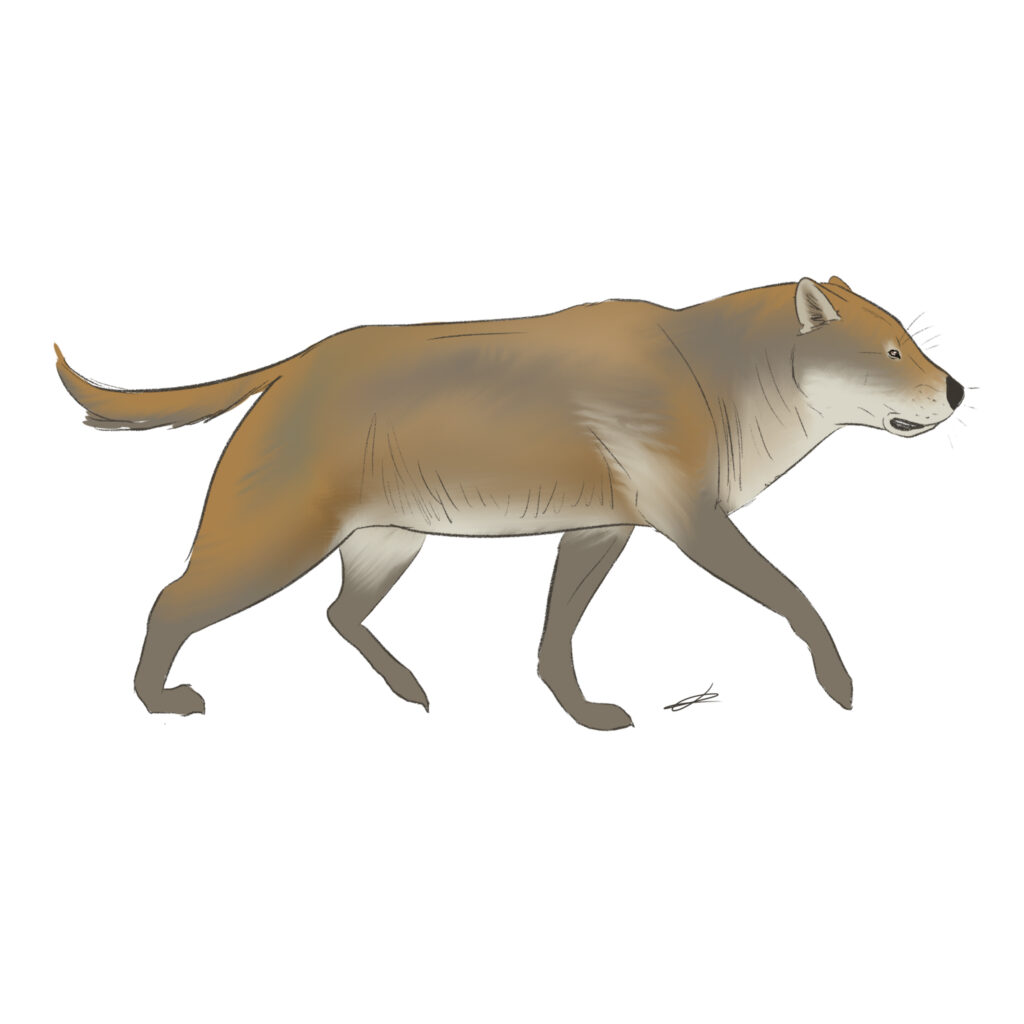 Epicyon Haydeni: The Dog That Was Bigger Than a Wolf