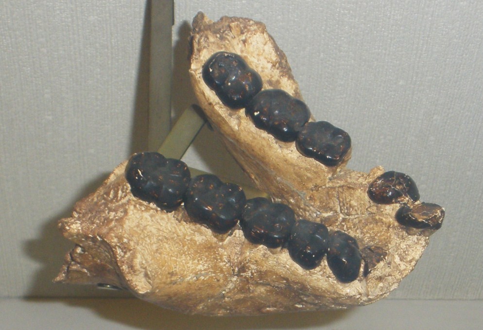 7. Its Teeth Were the Largest of Any Known Ape, Ever