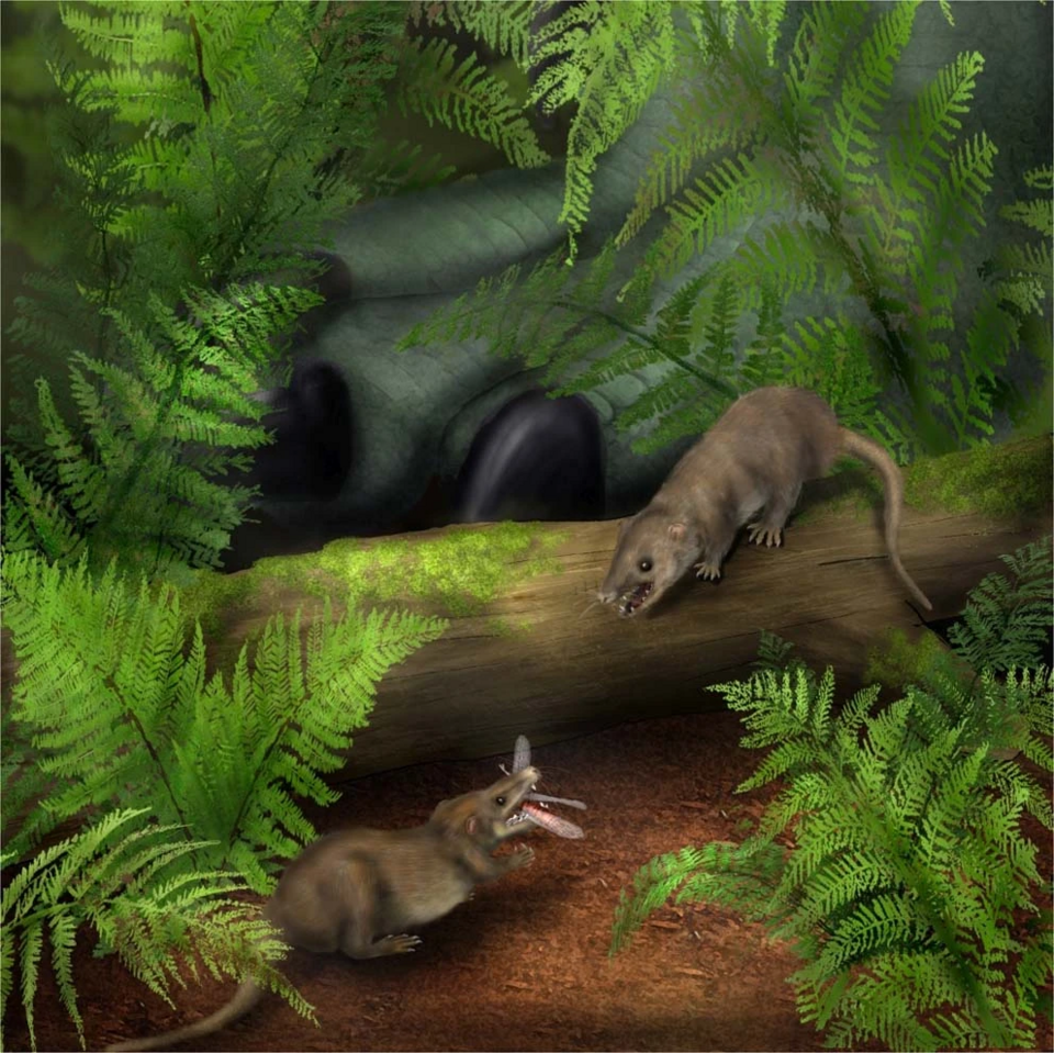 Where It All Began: The Triassic Roots of Mammal Evolution
