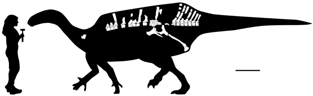 Istiorachis: The Sail-Backed Ornithopod of the Isle of Wight