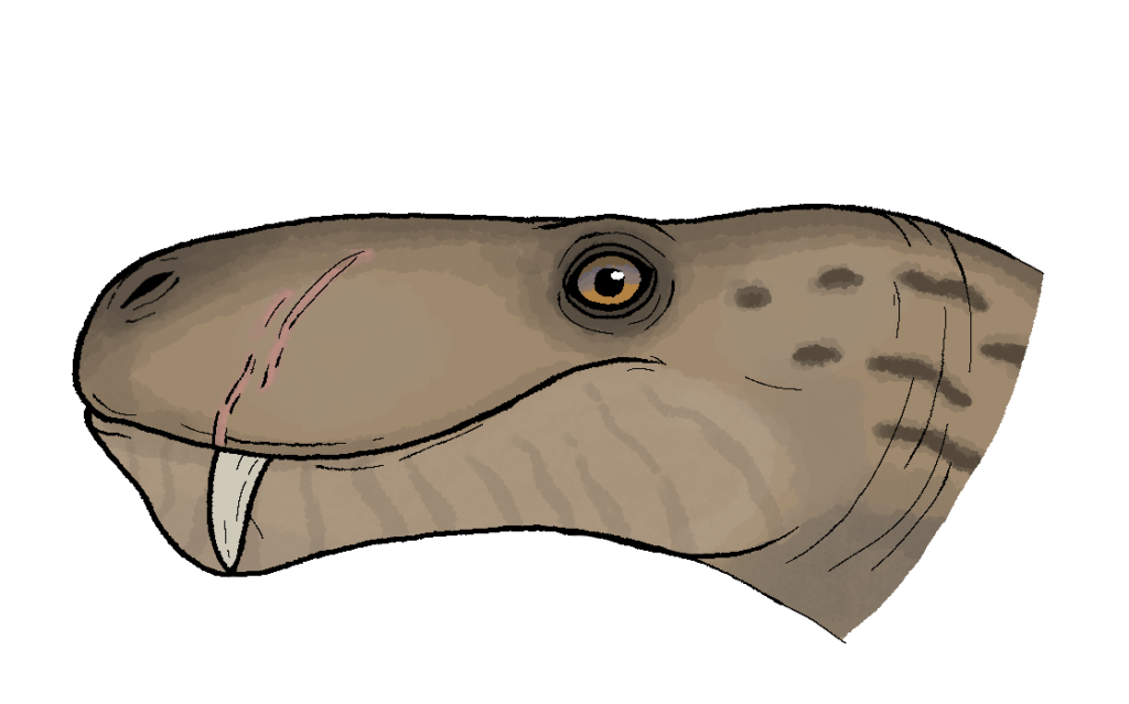 A Skull That Defies Expectations