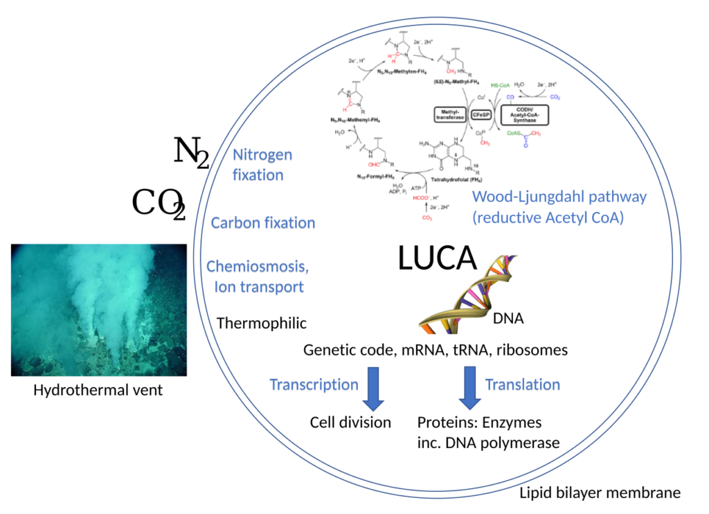 Meet LUCA: The Ancestor You Share With Every Living Thing