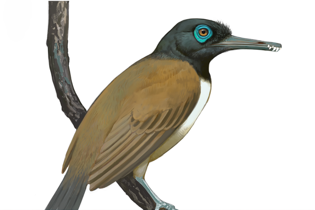 A Bizarre Anomaly Emerges from Museum Shelves