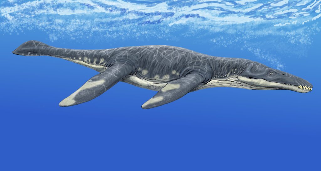 Liopleurodon: The Jurassic Sea's Four-Flippered Terror