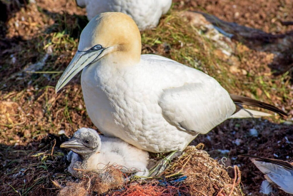 Nearly Every Nest Contains Marine Debris