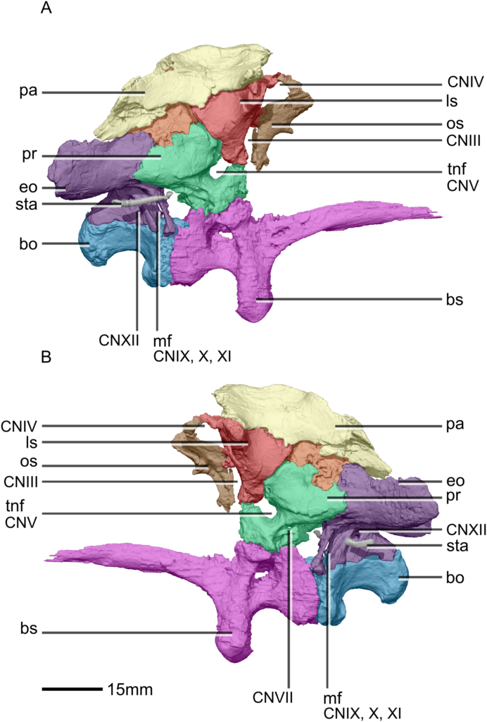 The Problem With Measuring Extinct Minds