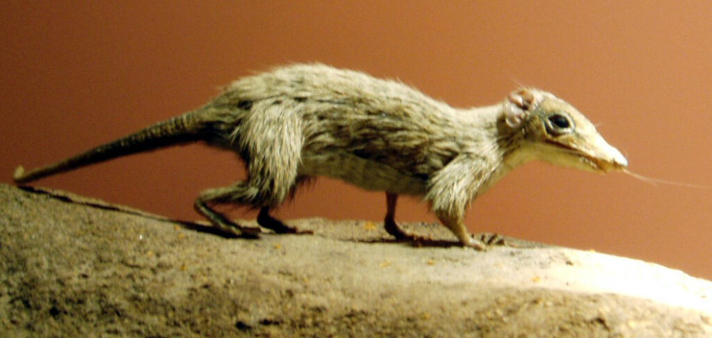 Early Mammals Underwent at Least Three Separate Evolutionary Explosions During the Dinosaur Age