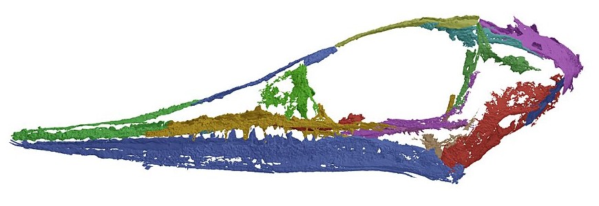 A Shocking 2025 Discovery That Rewrites Feather Origins