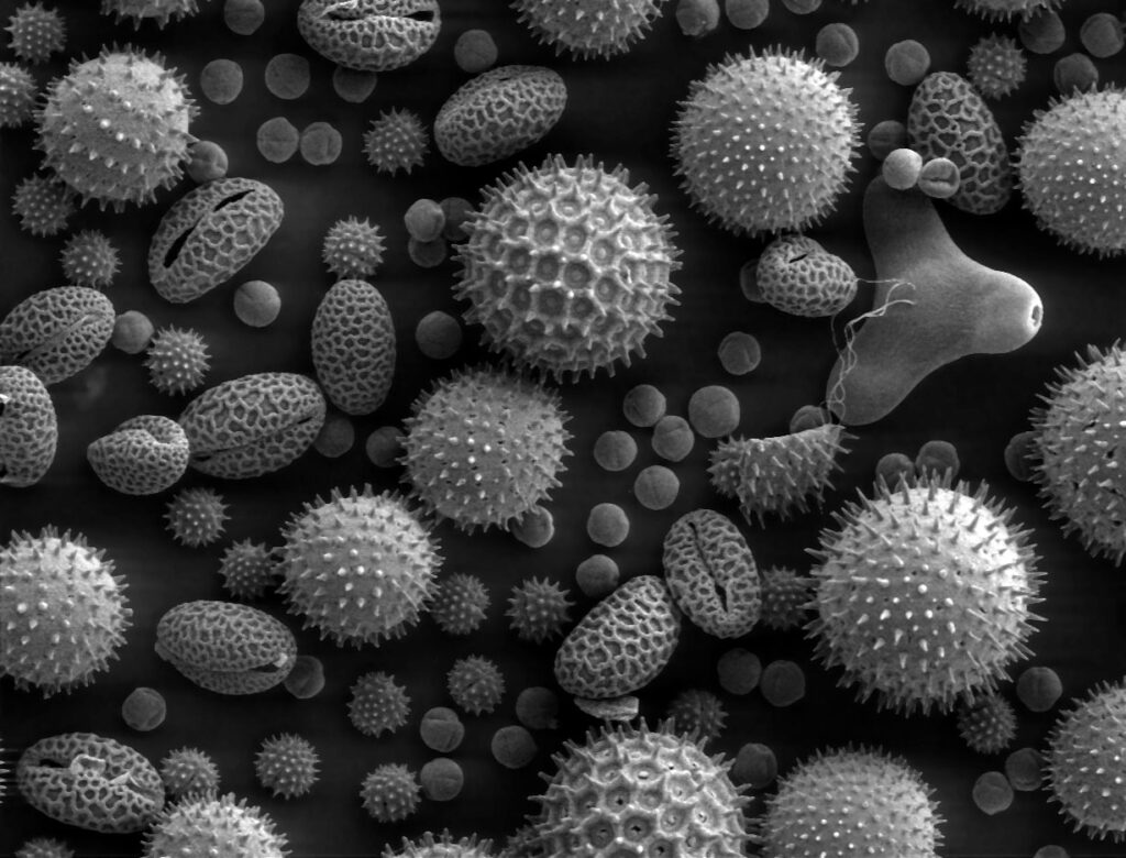 10. Fossilized Pollen Can Solve Crimes, Track Ancient Farming, and Predict Future Climates