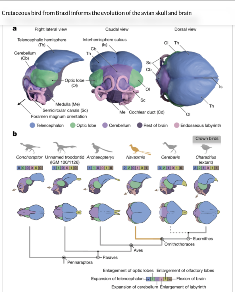 Birds as Living Clues: What Dinosaur Intelligence Looks Like Today