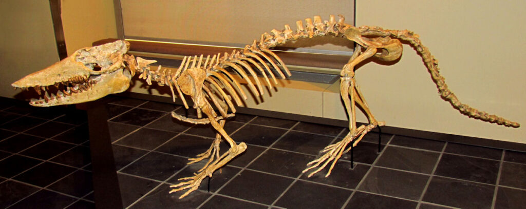 4. Pakicetus - The Wolf-Shaped Ancestor of Every Whale on Earth
