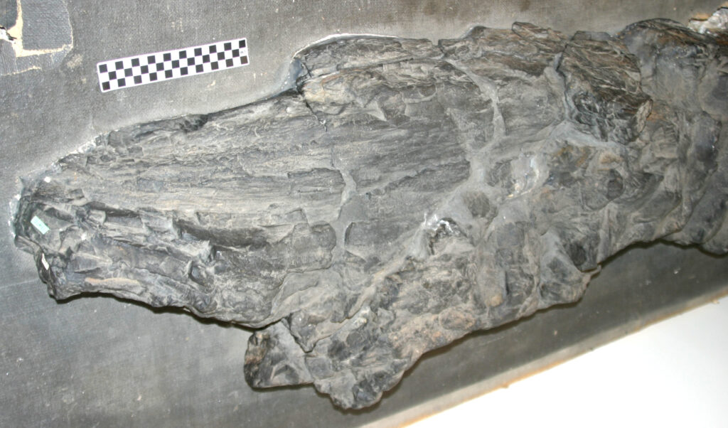 7. Prototaxites: The Bizarre Mystery Organism That Baffled Scientists for 160 Years