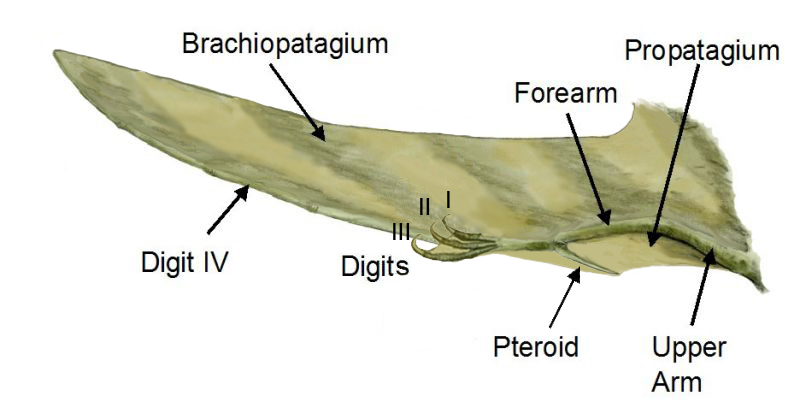 Actinofibrils: The Hidden Engineering Inside the Wing Membrane 