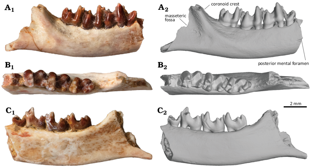 Exceptional Preservation of a Fragile Specimen