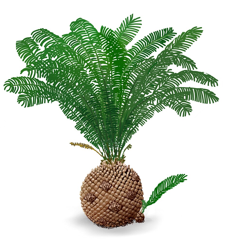 Bennettitales: The Mysterious Extinct Lookalikes