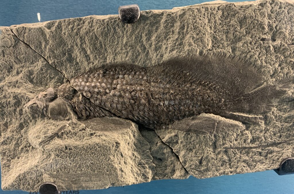 A Puzzling Fossil Comes into Focus