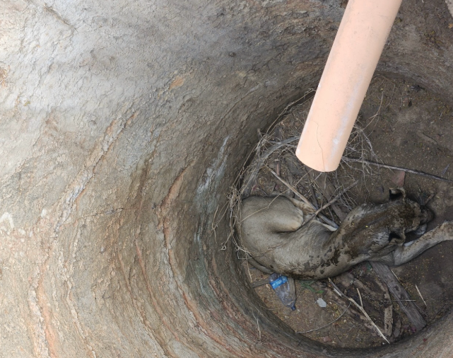 No Lasting Harm, Quick Return to the Wild