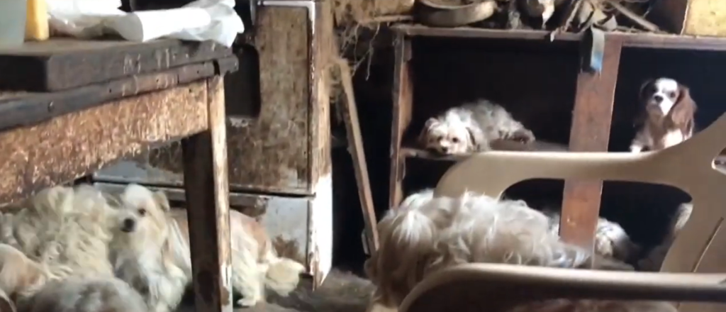 A Shocking Discovery Unfolds