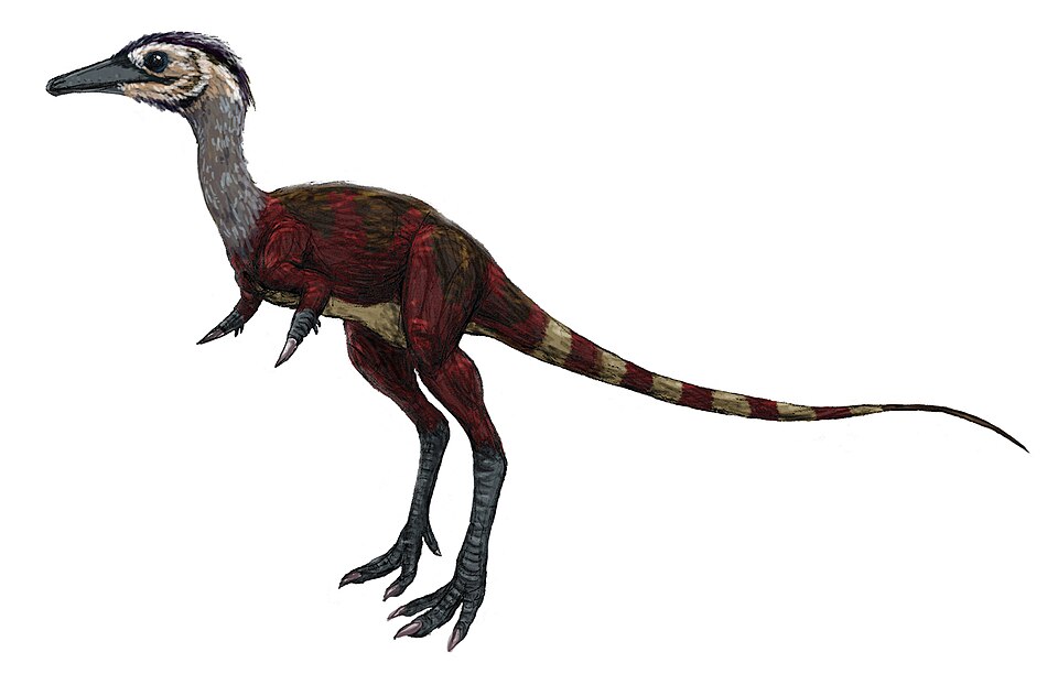 Night Hunters: The Dinosaur That Rivaled the Barn Owl