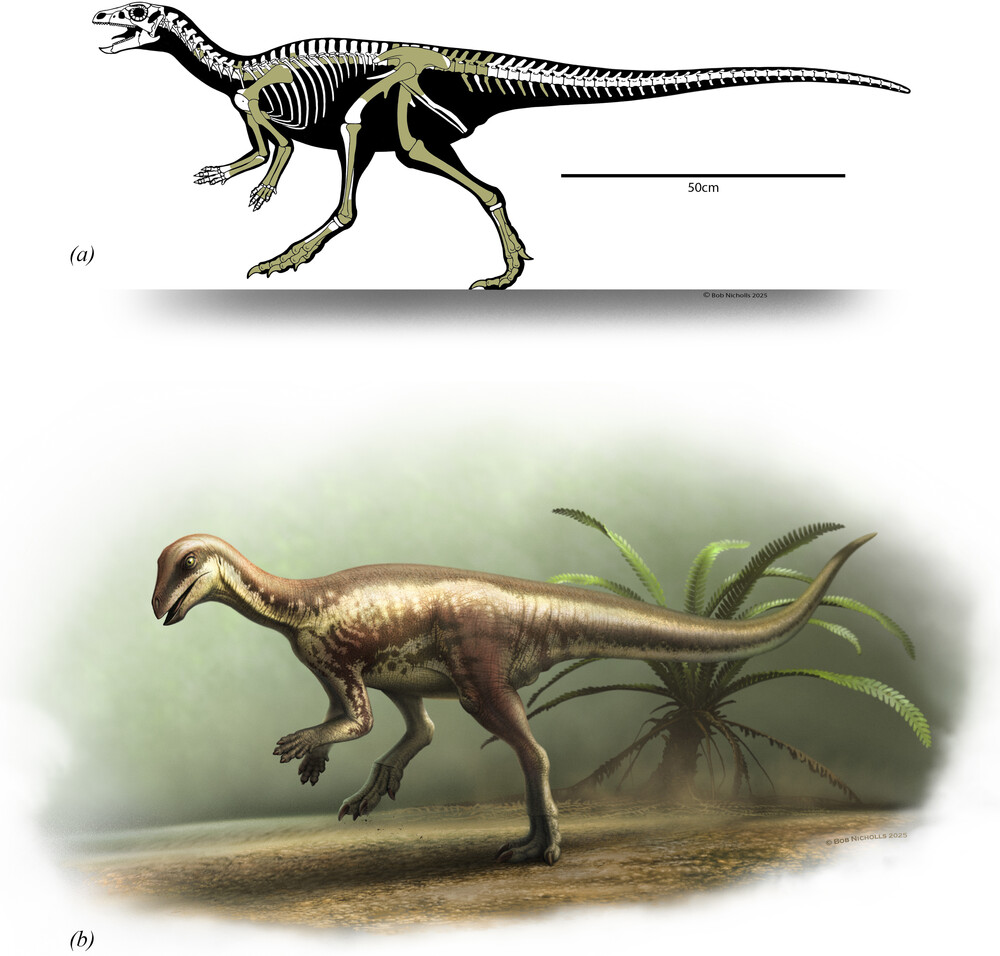 9. Enigmacursor Mollyborthwickae: The Mysterious Little Runner Nobody Noticed for a Century 