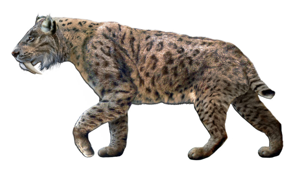 Smilodon: The Saber-Toothed Cat That Ruled With Blade-Like Fangs