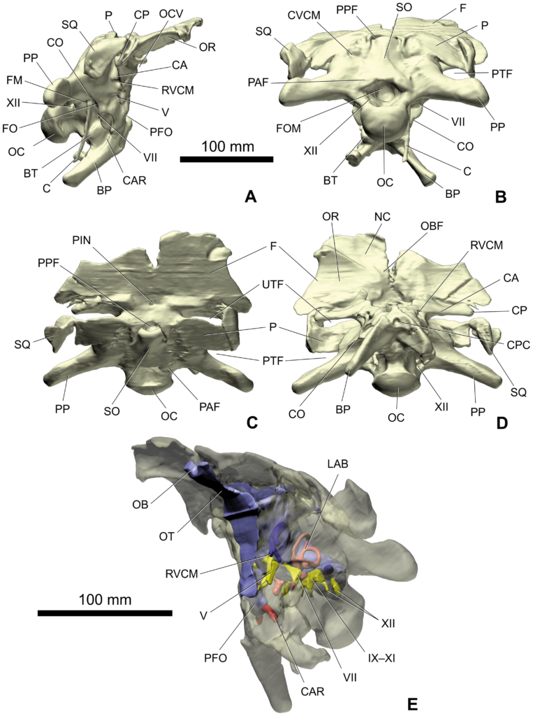 The Encephalization Quotient: A Game-Changing Measuring Tool