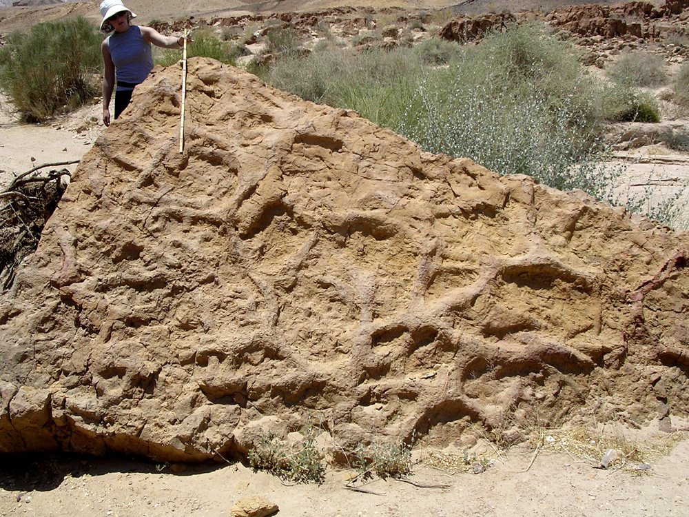 Fossilized Burrows Offer Key Insights into Prehistoric Mammal Behavior