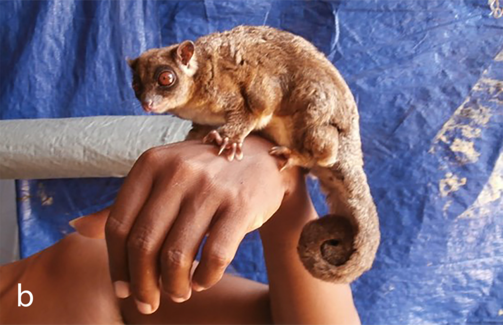 Secrets of the Ring-Tailed Glider