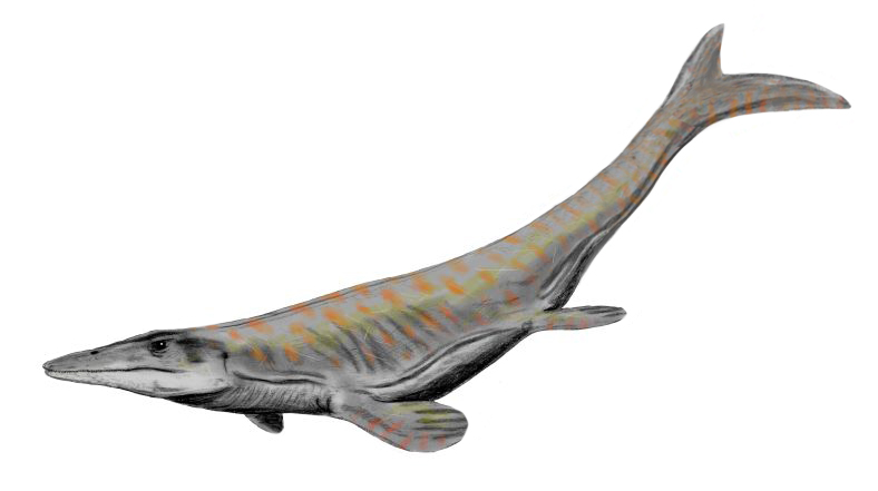 5. Mosasaurus and Tylosaurus: The Reign of the Sea Lizards