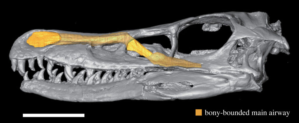 Endocasts and CT Scans: Peering Inside Skulls Across Deep Time