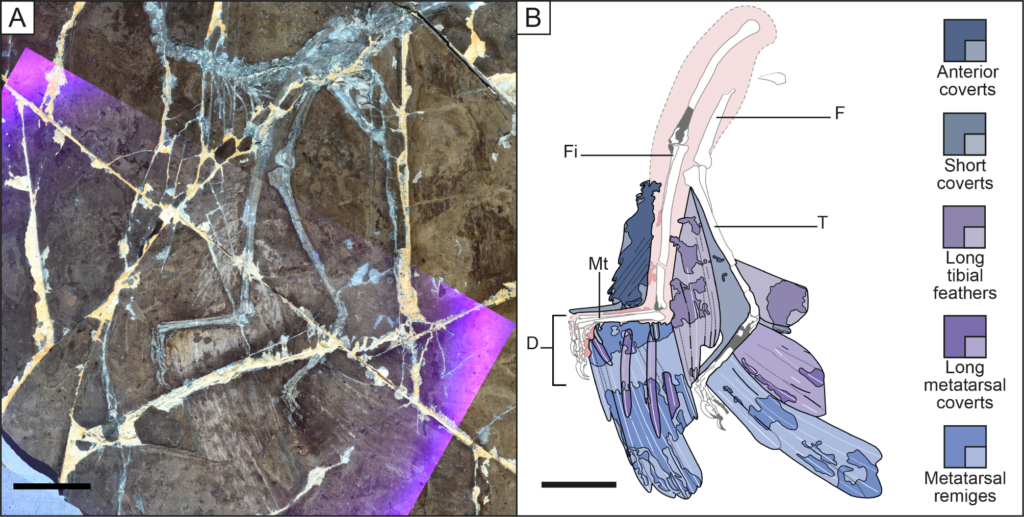 Microraptor's Dazzling Secret: Iridescent Like a Crow 