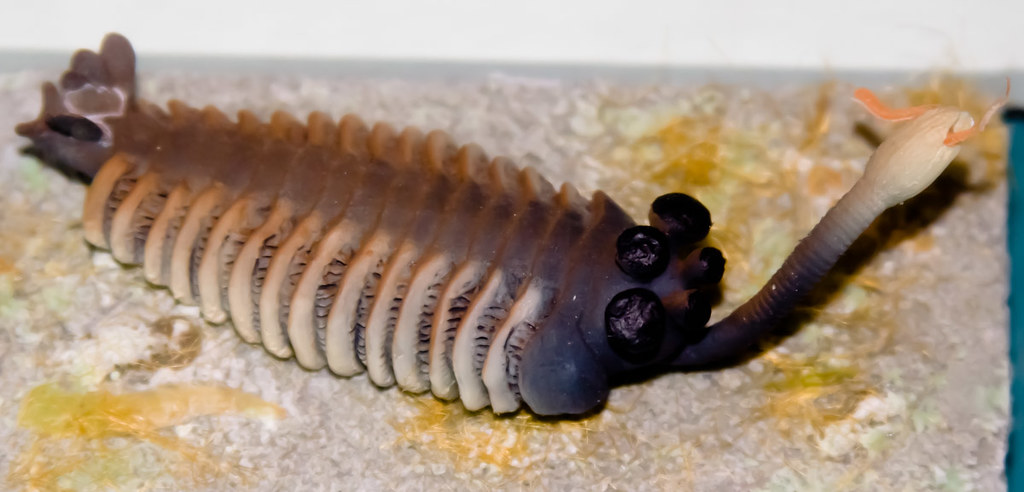 3. Opabinia: Five Eyes and a Vacuum Cleaner Trunk 