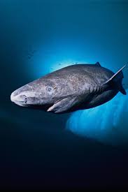 Fact 6: They Grow at a Crawl, and They Never Really Stop