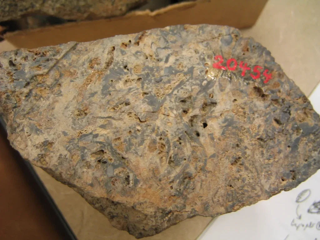 1. The Rhynie Chert: A 407-Million-Year-Old Snapshot of Life's First Foothold on Land