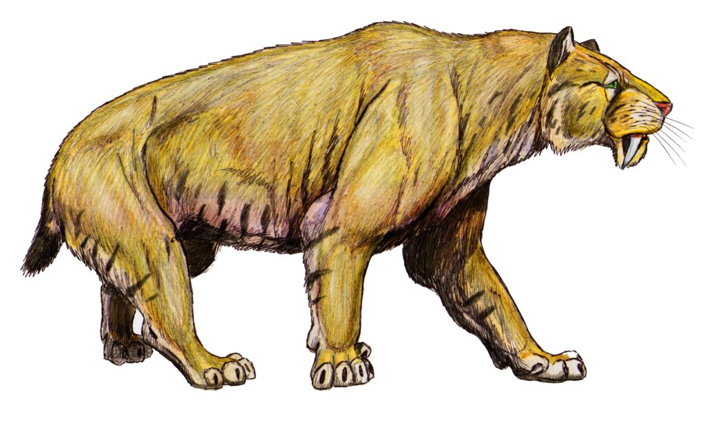 Smilodon: The Ambush Artist With Knives for Teeth