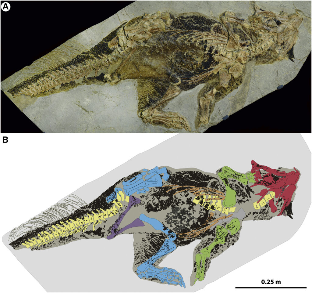 Psittacosaurus: When Color Reveals Where a Dinosaur Actually Lived 