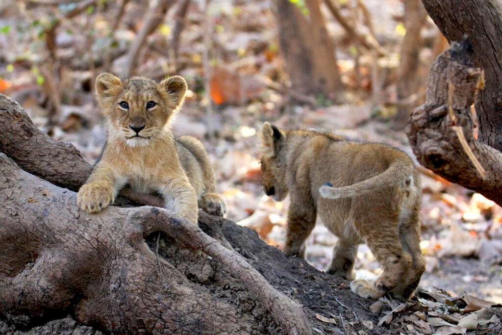 The Unexpected Safari Highlight