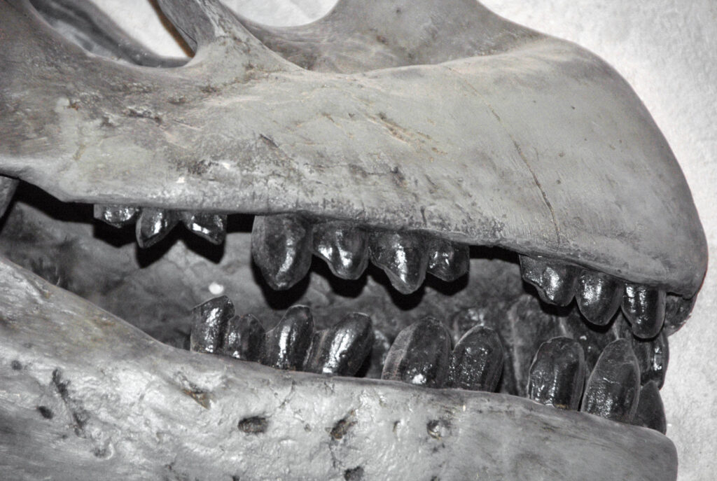 What Teeth Reveal About Ancient Wanderers