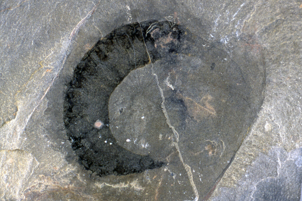 2. The Burgess Shale: A Window Into the Dawn of Complex Life