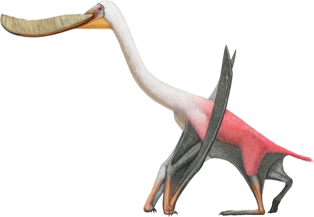 Pterodaustro: The Prehistoric Flamingo Nobody Talks About