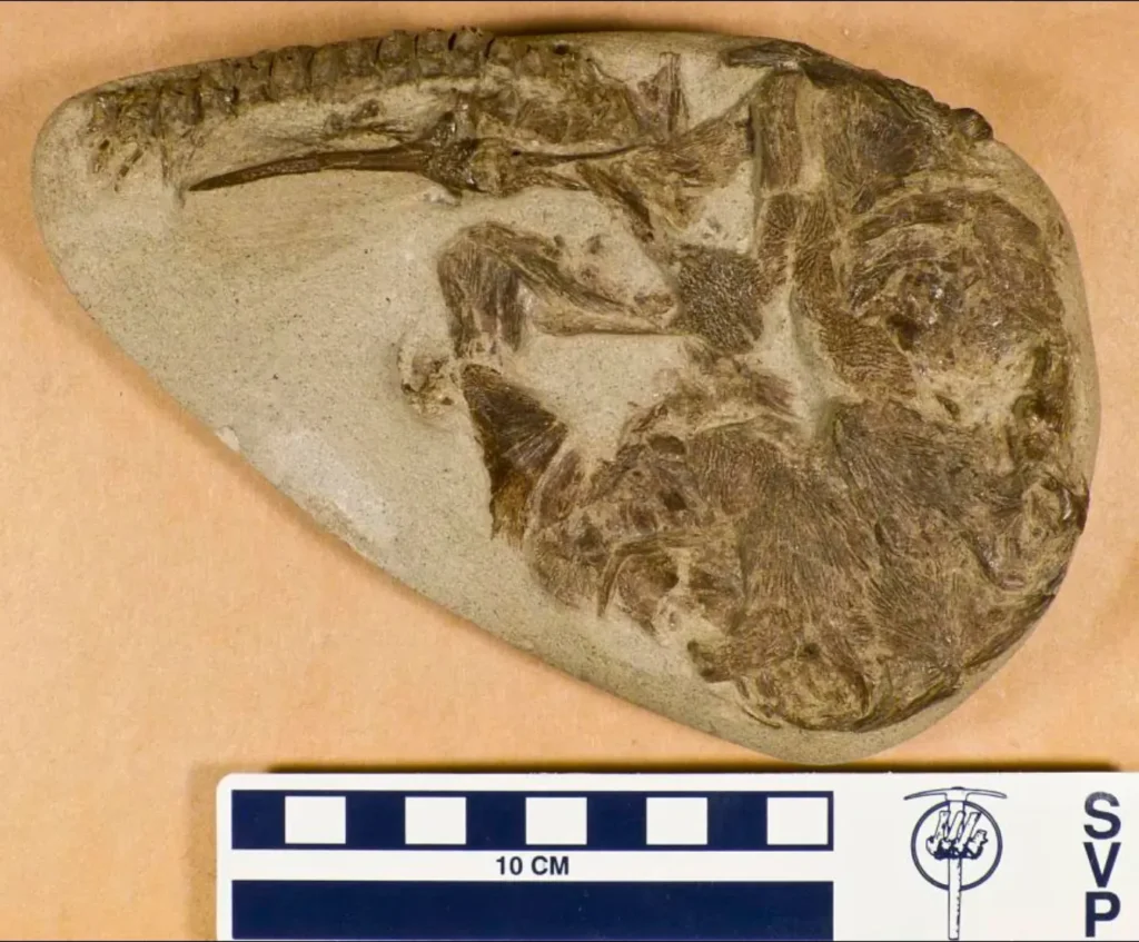 Every Fossil Tells a Unique Story of Survival and Adaptation