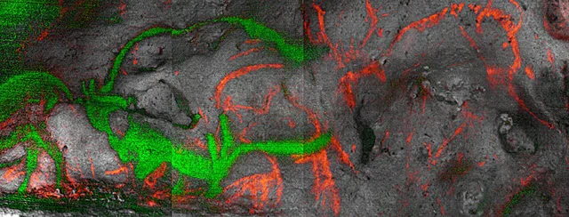 A Century-Old Mystery Cracked Open