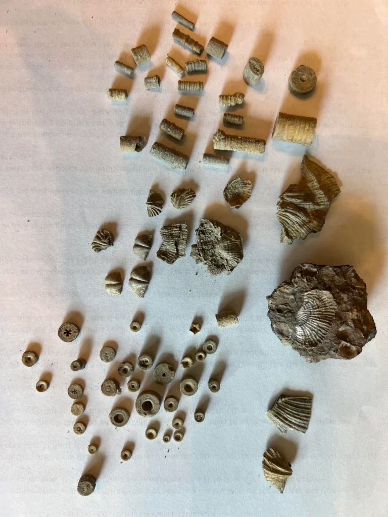 Mineral Wells Fossil Park - Mineral Wells, Texas