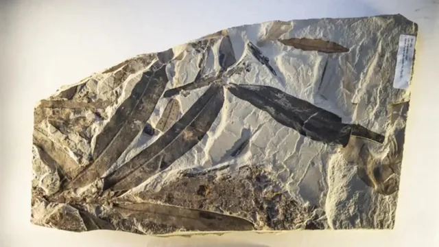 7. The Green River Formation's Mysterious "Alien Plant": A Family That No Longer Exists