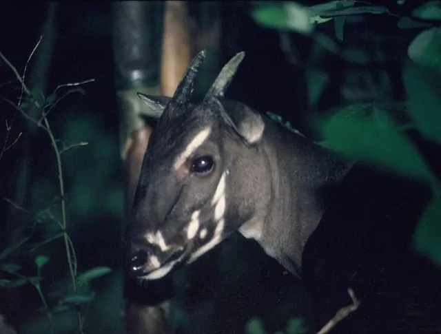 5. Its Population Has Never Been Large, Even Before Modern Threats